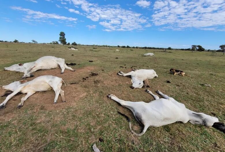 Gados não resistiram ao frio no Pantanal de Mato Grosso do Sul - Foto: Divulgação/Iagro